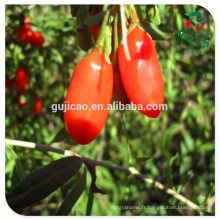 Ningxia échantillon gratuit certifié biologique goji berry